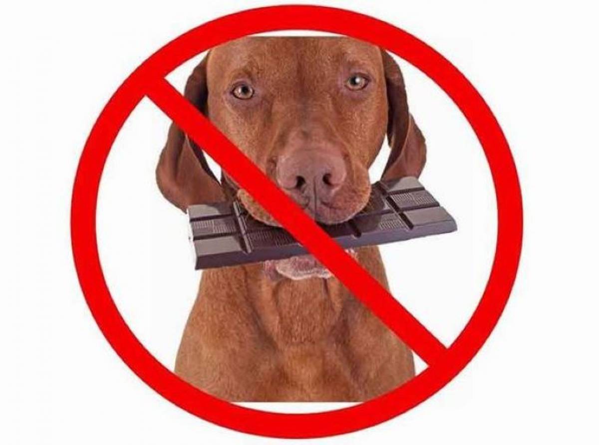 Difendere gli animali domestici dagli avvelenamenti.  I pericoli non sono solo esche e topicidi