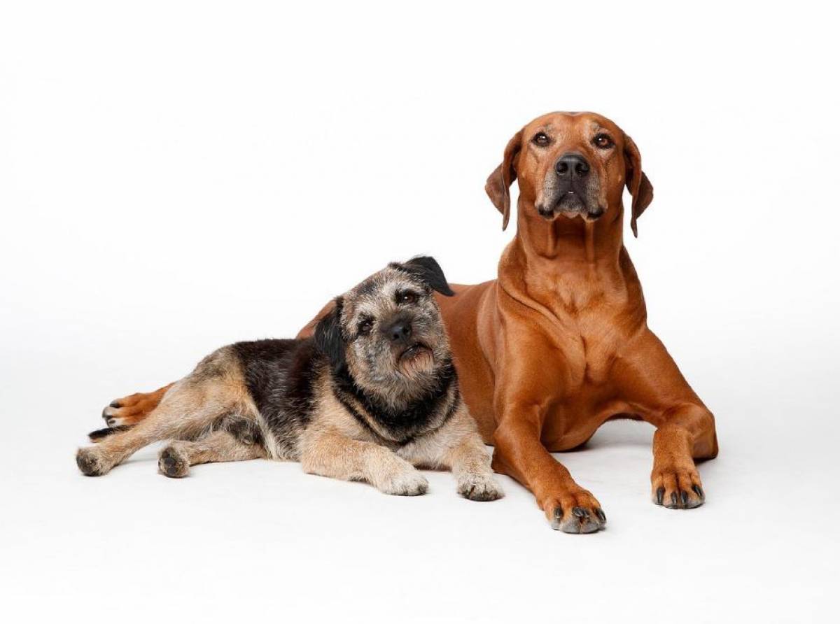 Epilessia nel cane: una patologia neurologica che può essere anticipata da alcuni segnali e curata con farmaci