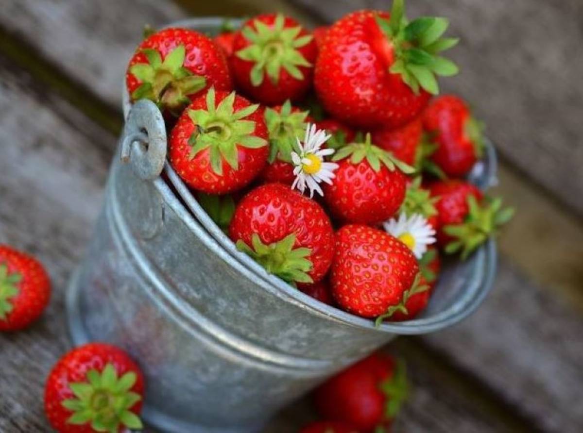 Fragole, l'elisir di salute. Uno degli alimenti più antiossidanti in natura. Dolci e profumate fanno primavera