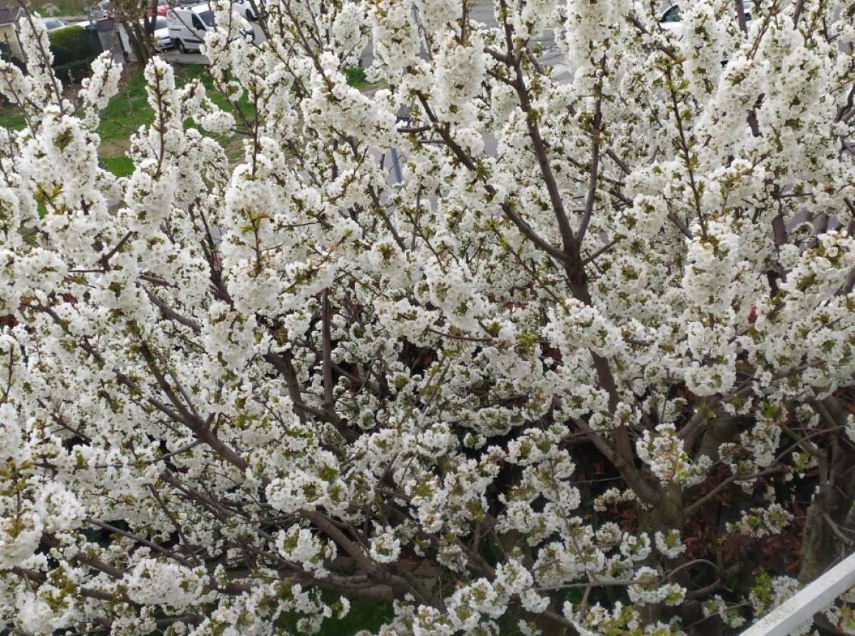 In Giappone l'Hanami è molto più che una semplice fioritura dei ciliegi. L'antica tradizione che unisce le generazioni