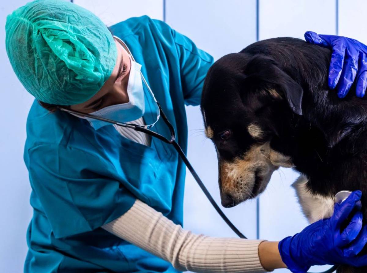 Piano Sociosanitario Piemonte, svolta One Health: riconosciuto il ruolo dei servizi veterinari pubblici