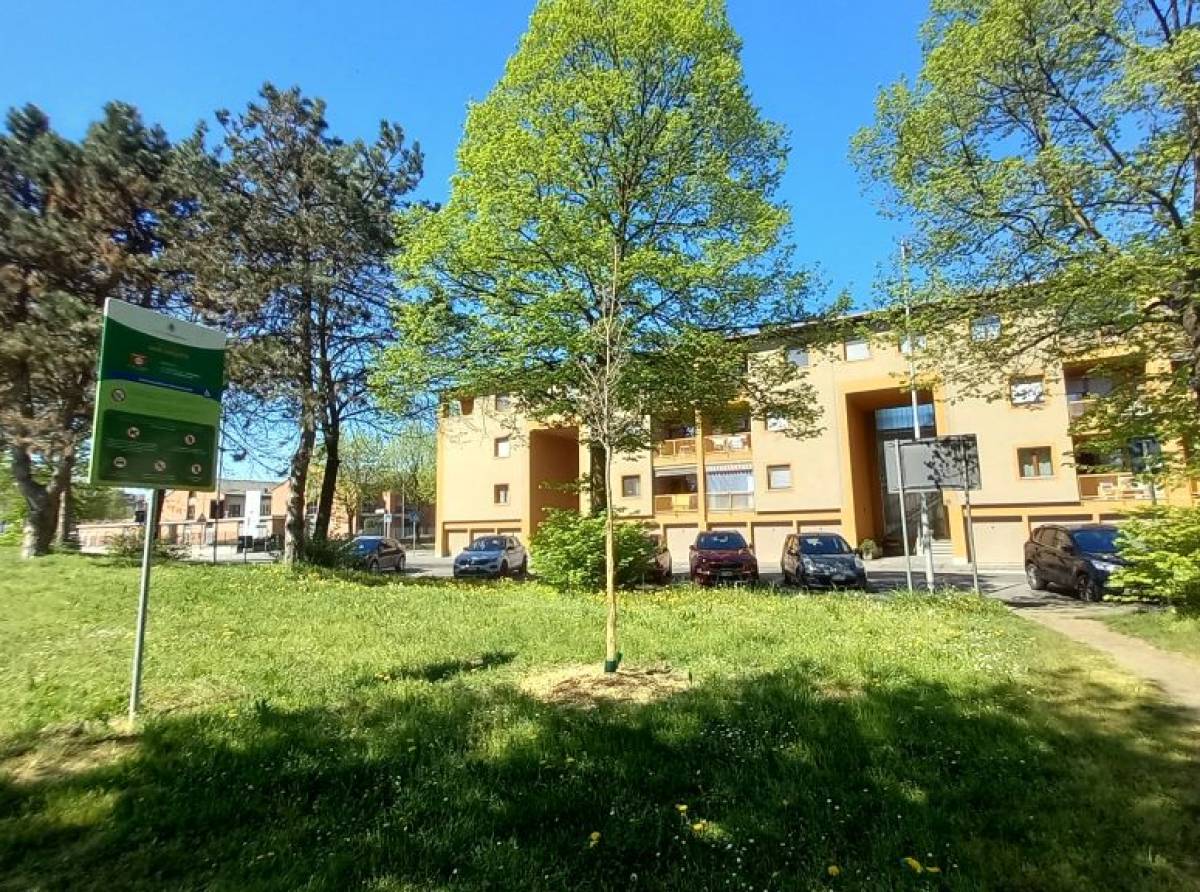 Venaria sempre più green: al via il piano di forestazione urbana da 1,26 milioni di euro e con 244 nuovi alberi in città