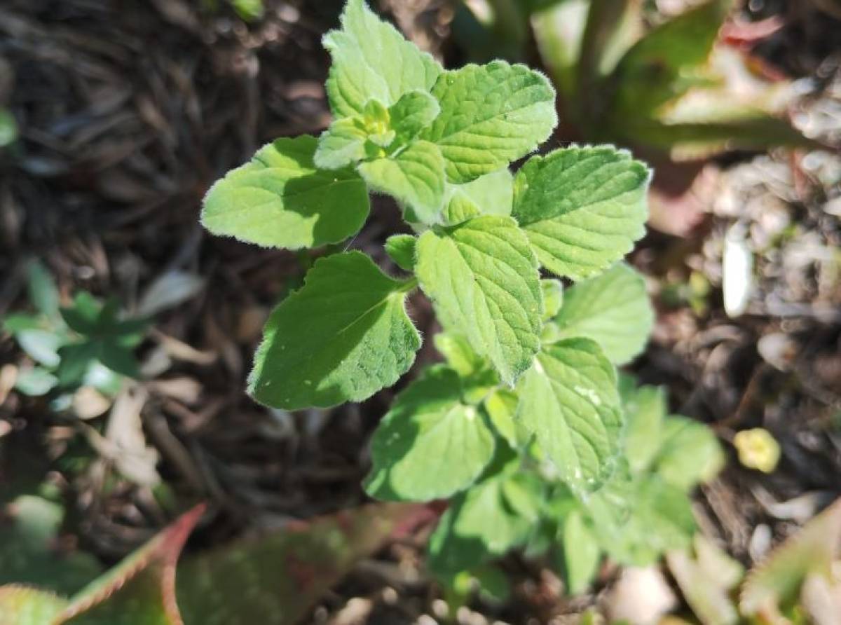 Nepitella, l’erba aromatica che profuma Toscana e Roma: proprietà, ricette tradizionali, pesto fatto in casa e coltivazione